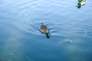 duck swimming in the water