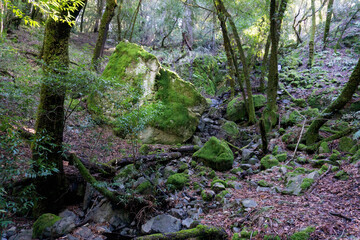Mossy lion boulder in forest