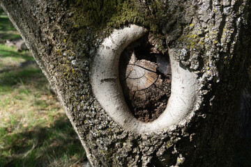 Tree with a round scar of a missing branch