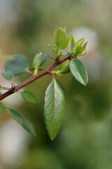 Firethorn Red Column