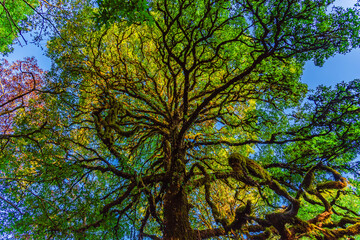 Under the shade of tall trees at Almora, Uttarakhand, India. Sustainable industry, ecosystem and healthy environment concepts and background.