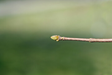Norway maple Globosum