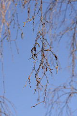 Common birch