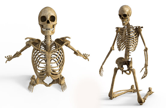 Human Skeleton Drawing Several Active Poses Stock Vector (Royalty Free)  116560378 | Shutterstock