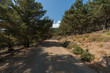 dirt road in the Sierra Nevada mountain