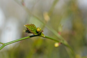 Double-flowered Japanese Kerria