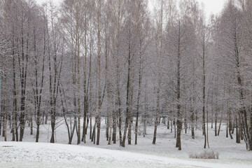 winter forest, snowy nature. Cold winter. Russian forest. December. January. February.