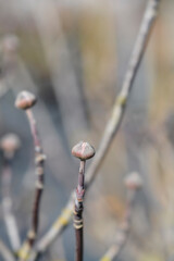 Flowering Dogwood Rainbow