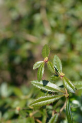 Wintergreen barberry