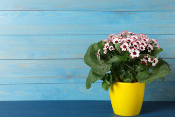 Beautiful cineraria plant in flower pot on blue wooden table. Space for text