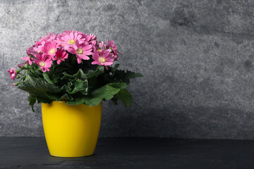 Beautiful pink cineraria plant in flower pot on black table. Space for text