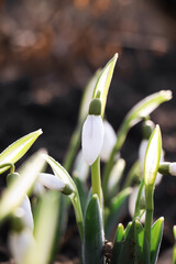 Beautiful snowdrops growing outdoors, closeup. Early spring flower