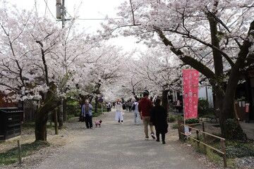 桜が満開の秋月