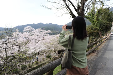 Obraz premium スマートフォンで桜を撮影する女性の後ろ姿