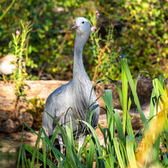 Fototapeta premium The Blue Crane, Grus paradisea, is an endangered bird