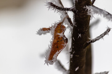 frost on a leaf