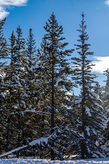 Snow covered trees inthe Castle Mountain Area. Calgary, Alberta, Canada