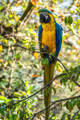The Blue-and-yellow Macaw, Ara ararauna is a large South American parrot