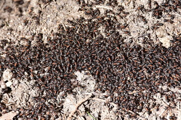 Formica rufa, also known as the red wood ant basking in first sunshine