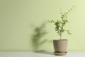 Pomegranate plant in pot on white table near light green wall, space for text