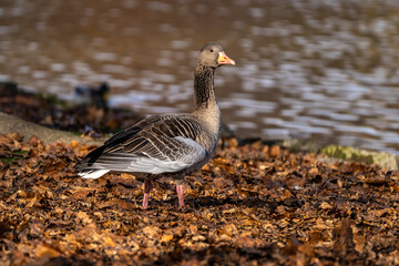 The greylag goose, Anser anser is a species of large goose