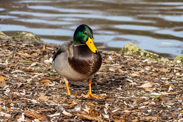 Wild duck or mallard, Anas platyrhynchos swimming in a lake