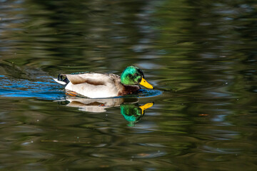 Obraz premium Wild duck or mallard, Anas platyrhynchos swimming in a lake