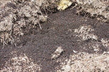 Formica rufa, also known as the red wood ant basking in first sunshine