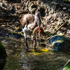 Glossy ibis, Plegadis falcinellus eating a fish