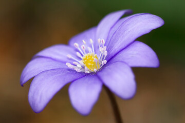 close up of blue flower