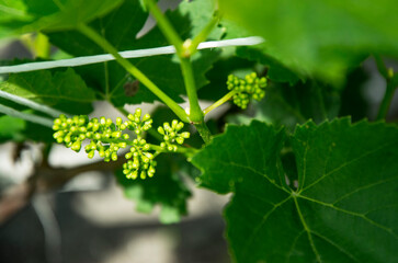 Soft selective focus Grapevine in spring during flowering and brush opening.