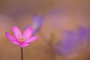 Macro closeup of a rare pink liverwort flower (Hepatica nobilis). Soft floral bokeh background and copy space.