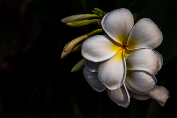 Group of white plumeria frangipani flowers ( Leelawadee ) on black background. Thai Beautiful and Awesome flowers, Tropical flower, Copy space, Selective focus.