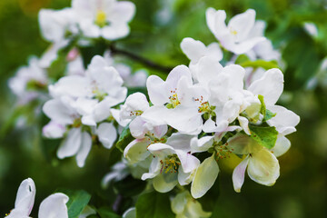 White flowers in branch
