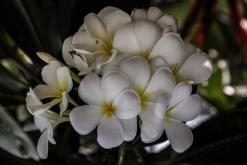Group of white plumeria frangipani flowers ( Leelawadee ) on green leaf background. Thai Beautiful and Awesome flowers, Tropical flower, Copy space, Selective focus.