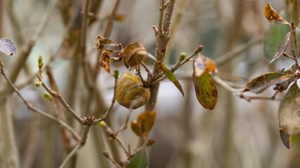 Snail on the Leaf