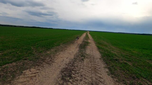 Czechoslovakian wolfdog runs along a forest road, dog Running through forest on dusty pathway dry leaves ground