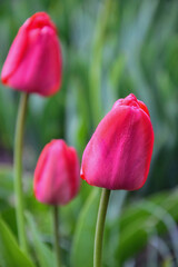 Fototapeta premium Red tulips in the spring garden in the evening