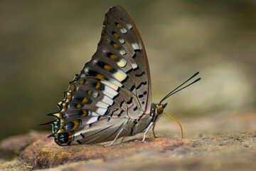 colorful texture on butterfly wing , wild life photography.