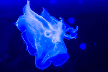 jellyfish in the dark