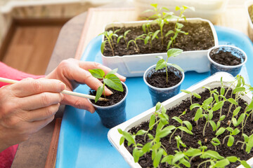 Female hands with seedling pepper plant in pot. Growing, seeding, transplant seedling, homeplant, vegetables in pots at home	
