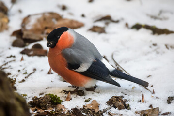 Selective focus photo. Eurasian bullfinch bird. Pyrrhula pyrrhula.