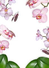 Background with orchid flowers on a white background