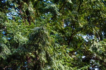 Coniferous young branches on a tree in a sunny day background