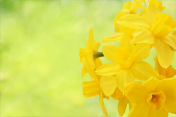 Springtime blooming yellow daffodils, spring blossoming narcissus (jonquil) flowers bouquet background, selective focus
