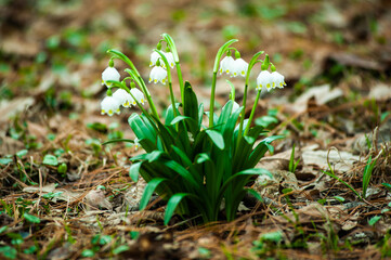 Snowdrops in the spring. White flowers grow in the grass