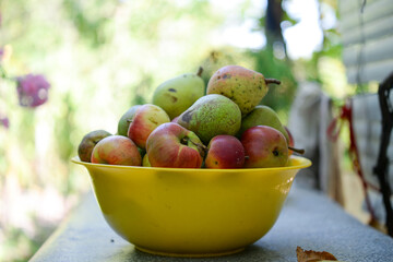 Many ripe pears in a plate