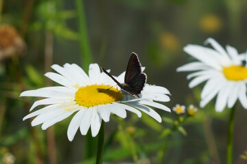 butterfly on daisy