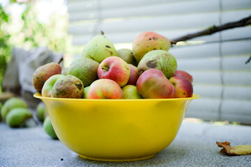 Many ripe pears in a plate