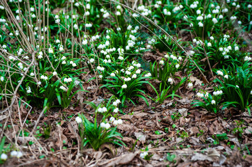 Spring flowers in city park